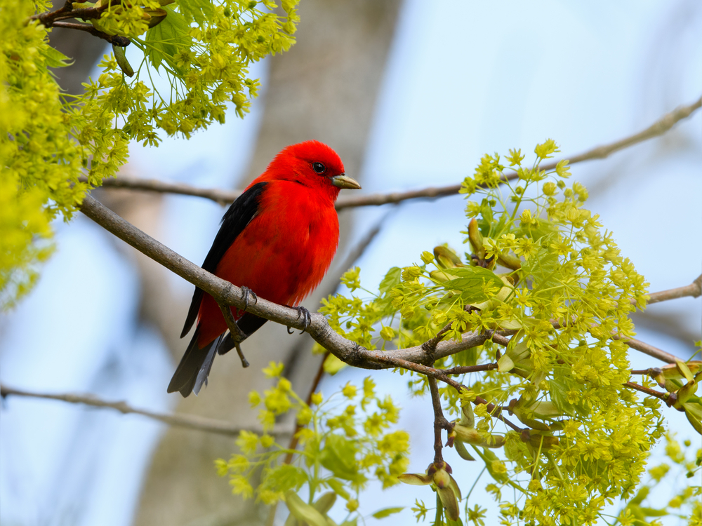 Birds Of North Georgia Mountains A Birdwatchers Guide Blue Sky Cabin